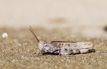 Toothed Dune Grasshopper (Trimerotropis agrestis) 