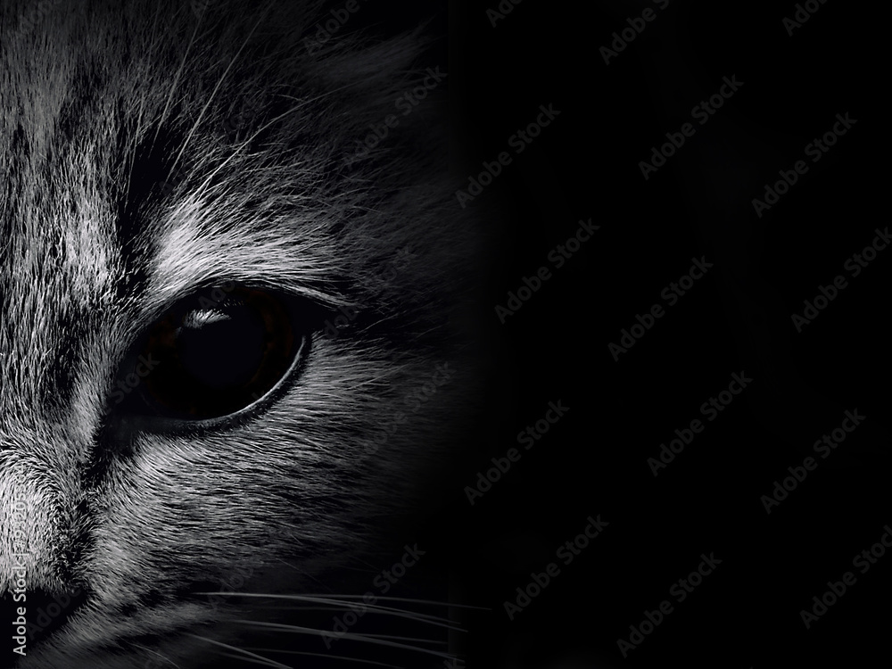 dark muzzle cat close-up. front view - obrazy, fototapety, plakaty 