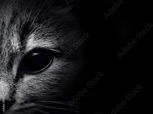 Fotografía dark muzzle cat close-up. front view