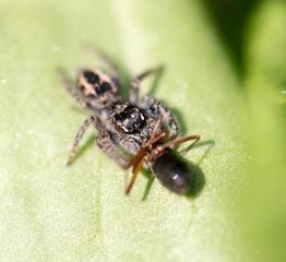 Wall Mural - spider eating an ant. macro