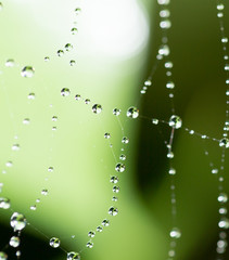Wall Mural - water droplets on a spider web in nature