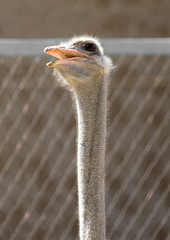 Sticker - Portrait of ostrich on the nature