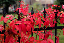Autumn Colors / Red Vine - Autumn Colors