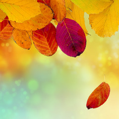 Wall Mural - autumn background with colorful leaves, copy space