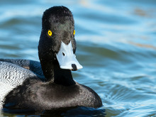Male Lesser Scaup Duck Close Up