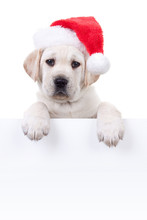 Christmas Santa Hat Puppy Dog Holding Sign