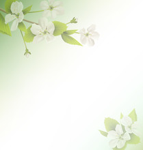 Cherry Branch With White Flowers On Green Background