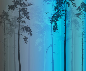  coniferous forest