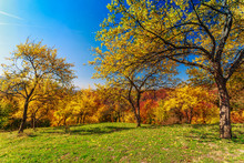 Colorful Autumn Landscape In The Carpathian Mountains