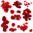 Set of rose petals