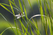 Backlit Dragonfly On Green Reeds.
