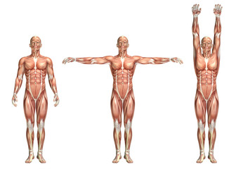 Sticker - 3D medical figure showing shoulder abduction and adduction