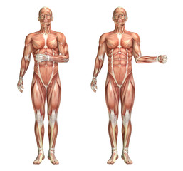 Sticker - 3D medical figure showing shoulder internal and external rotatio