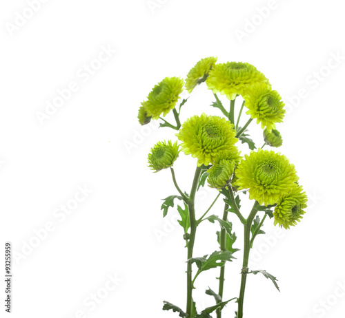 flower  green  chrysanthemum