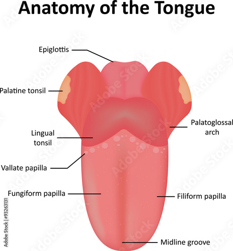 Anatomy of the Tongue Labelled Diagram Stock Vector Biology Diagrams