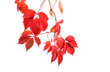Red Autumn Leaves