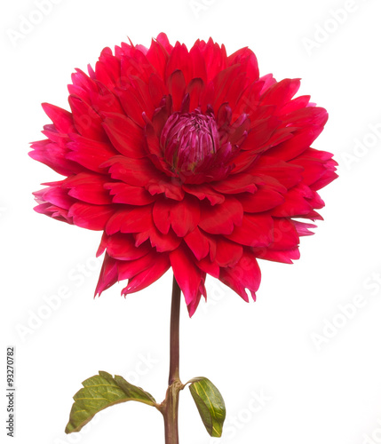 pink dahlia on a long stalk