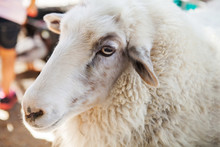Close Up Of Sheep Face In County Fair, Los Angeles, California