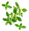 © Valentina R. - Thyme fresh herb isolated