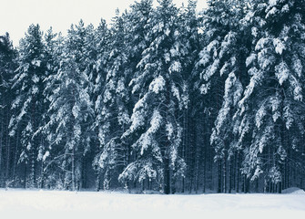 Wall Mural - Winter landscape of forest, pine trees covered with snow