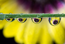 Drops Of Water Reflecting The Purple And Yellow Daisy In The Background.