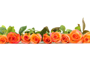 Wall Mural - bouquet of orange roses on white background