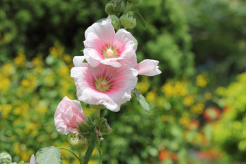 Wall Mural - Pink hollyhock flower in garden.