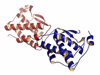 Poster - Colony stimulating factor 1 (CSF-1, M-CSF). 