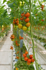 Wall Mural - tomatoes in greenhouse