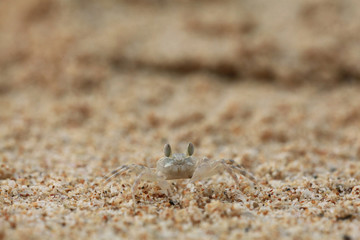 Wall Mural - crab on sand beach coast