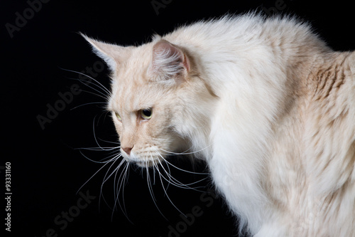 Brown White Longhair Cat Looking Down Buy This Stock Photo And