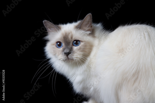 Gray White Longhair Cat With Blue Eyes Buy This Stock Photo And