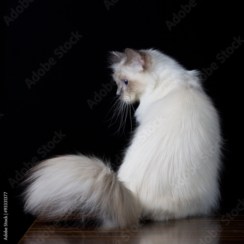 Gray White Longhair Cat With Blue Eyes Buy This Stock Photo And