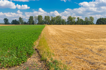 Ukrainian agricultural landscape in fall season