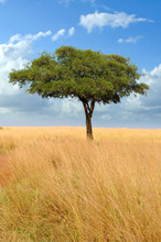 Landscape With Tree In Africa