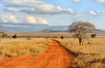 landscape with tree in africa