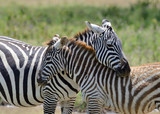 Fototapeta Konie - Zebra