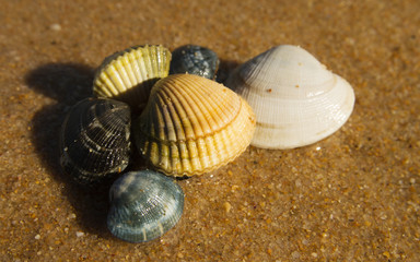 Wall Mural - Group of fresh clams and cockles over sand