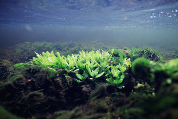 underwater scenery, algae, clean clear water, mountain river cleanliness