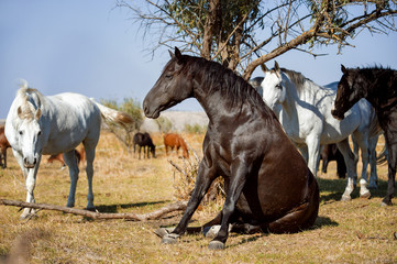 Wall Mural - black stallion sits like a dog, portrait on freedom