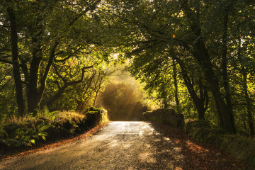 Wall Mural - Old stone bridge in woods at sunrise, cornwall, uk