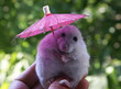 Hamster with pink parasol