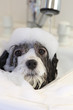 A small black and white dog is taking a bath with bubbles on his head and a faucet running in the background.