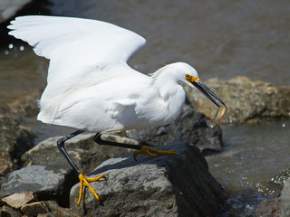 Wall Mural - Snowy Egret with Fish