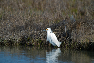 Wall Mural - Snowy Egret