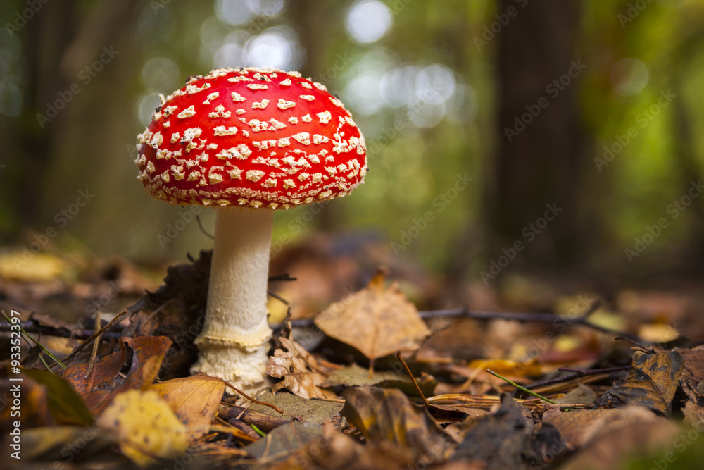 poisonous wild mushroom Amanita muscaria in a forest - obrazy, fototapety, plakaty 