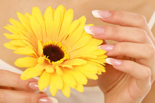 A Woman Is Touching Petals Of A Yellow Gerbera, Close-up View