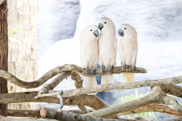 Poster - Three Moluccan cockatoo on the perch