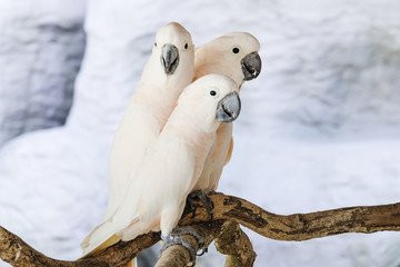 Poster - Three Moluccan cockatoo on the perch