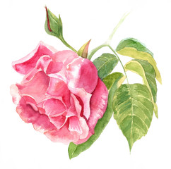 Watercolor vintage rose drawing on white background